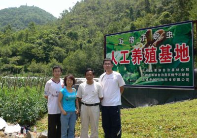 山西大學(xué)任竹梅教授（左二） 對(duì)五倍子樹(shù)開(kāi)展研究